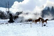 090118mi233-tn.jpg
